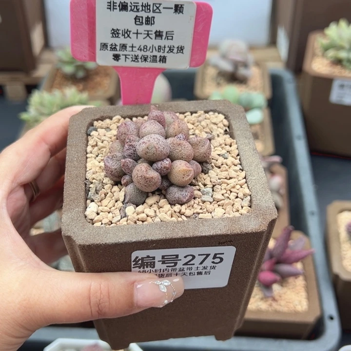 曦*275蜜桃格林多肉植物