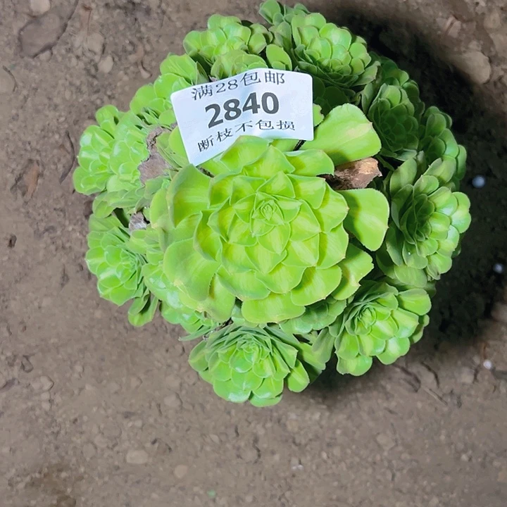 *****2840翡翠琉璃多肉植物