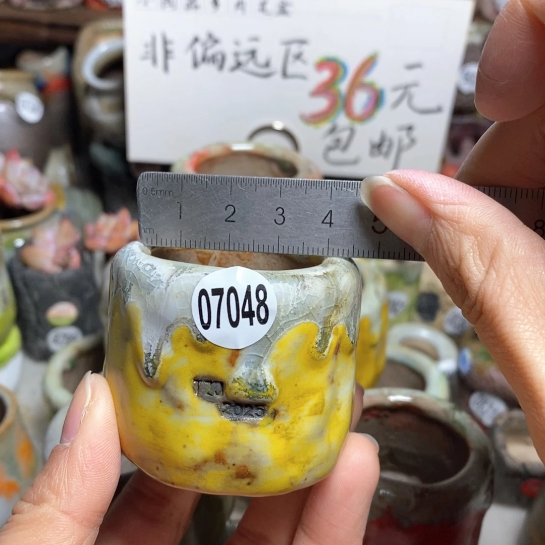 花盆拍3送一个小礼物