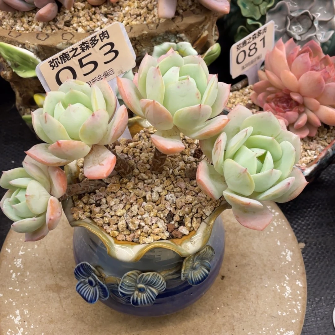 弥鹿之森一物一拍