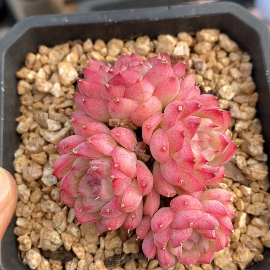 精品多肉一物一的拍128