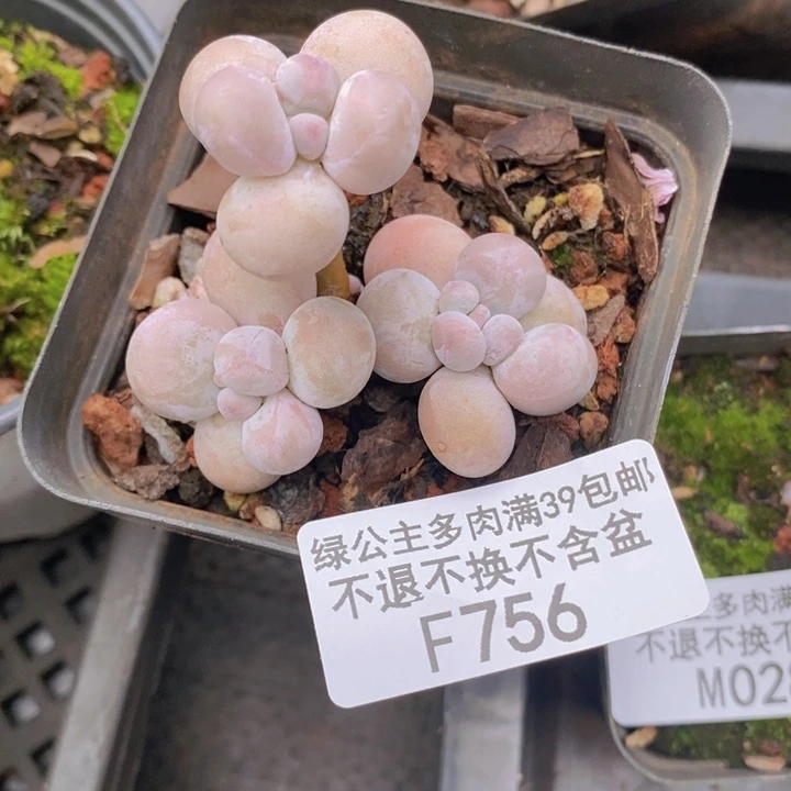 橙奶5cm756多肉植物