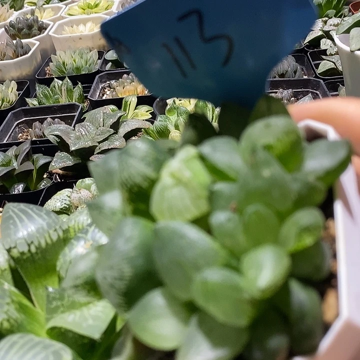 113虞美人好好看好漂亮