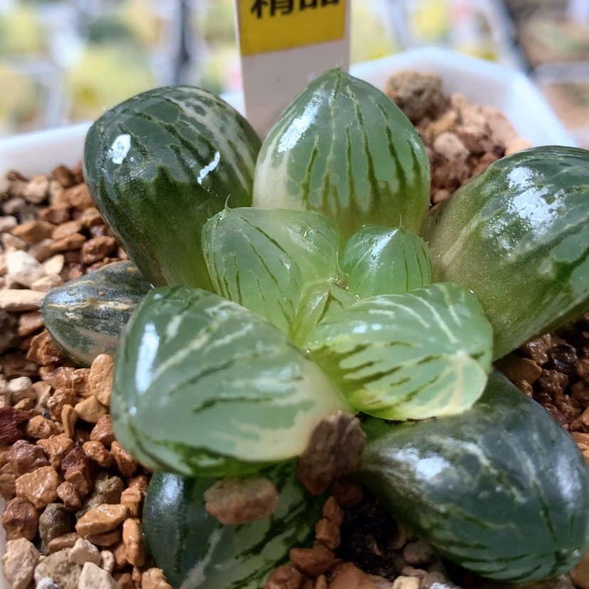 【闪购商品】538玉潭寿锦