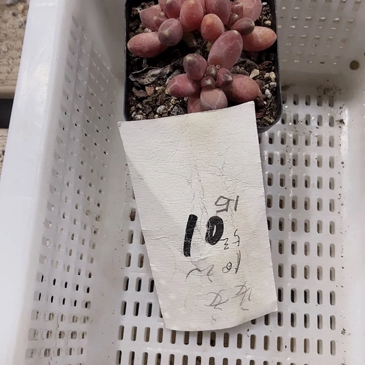 是****呀10密密麻麻密密麻麻