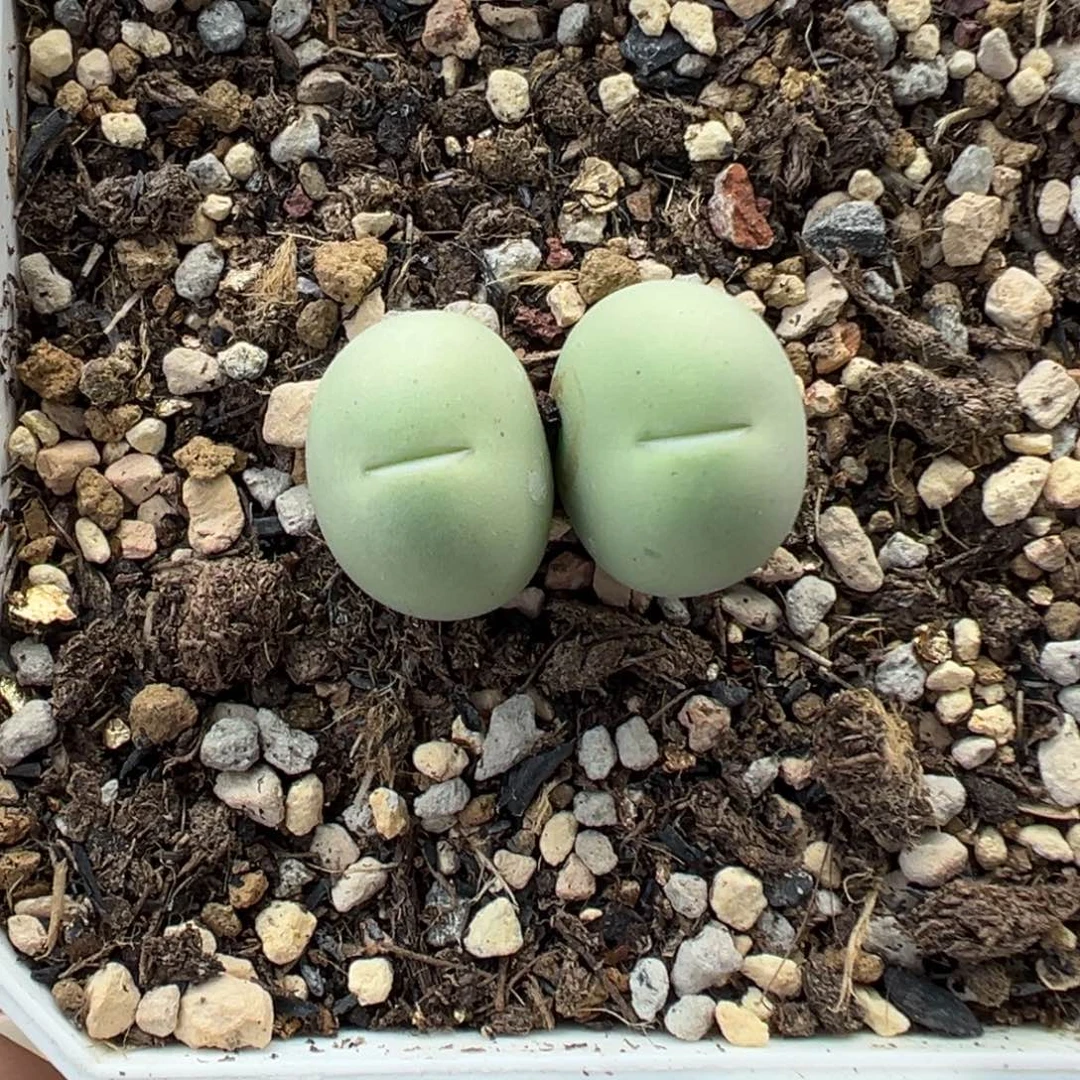 120鸽子蛋带盆土发货