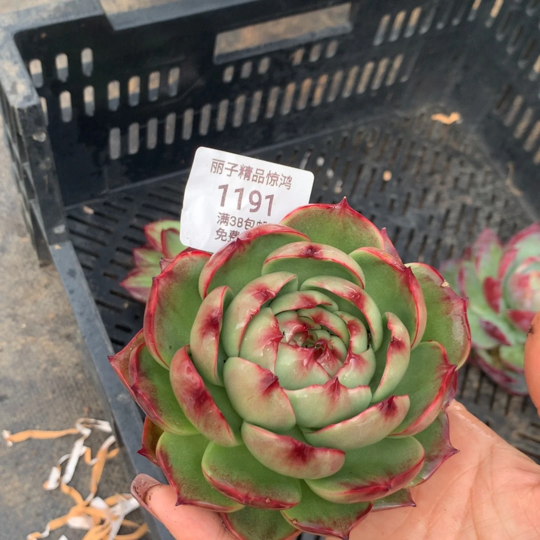 1191号多肉植物惊鸿，8