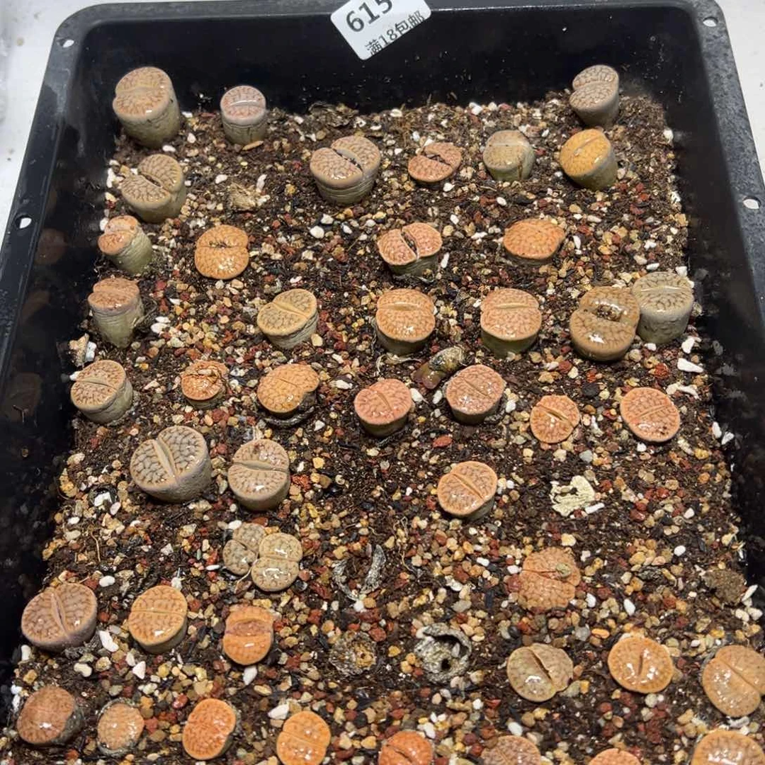 【闪购商品】615。