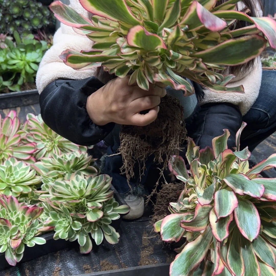 259魅影树多肉一颗98