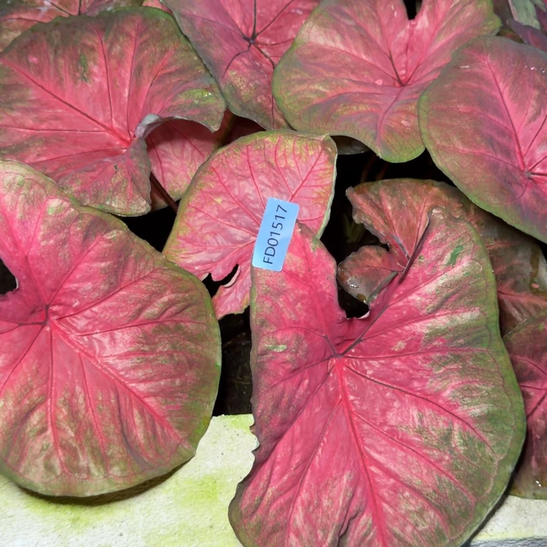 无花朵海王寄养01517