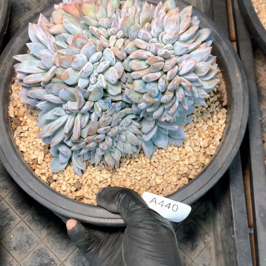 k***嘿A440 售后时间，签收7天内，不拍冷链不售后。