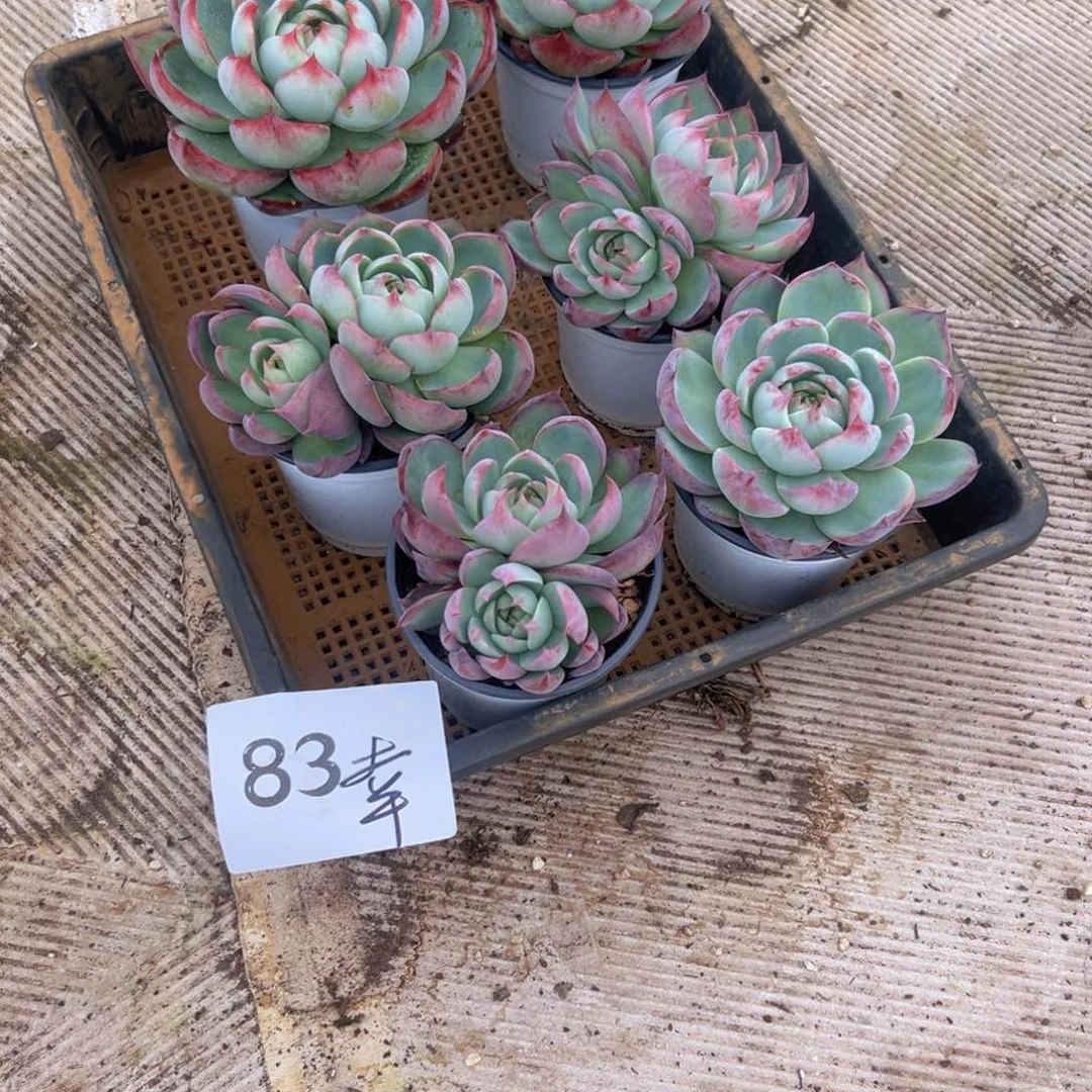幸****店83）这顿饭好吃好吃好吃不错吧