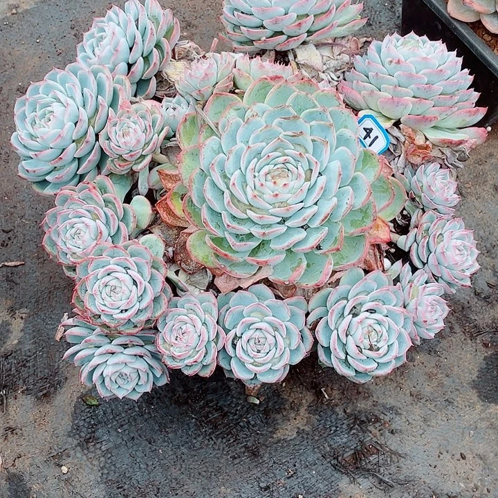 41水晶 一物一拍多肉