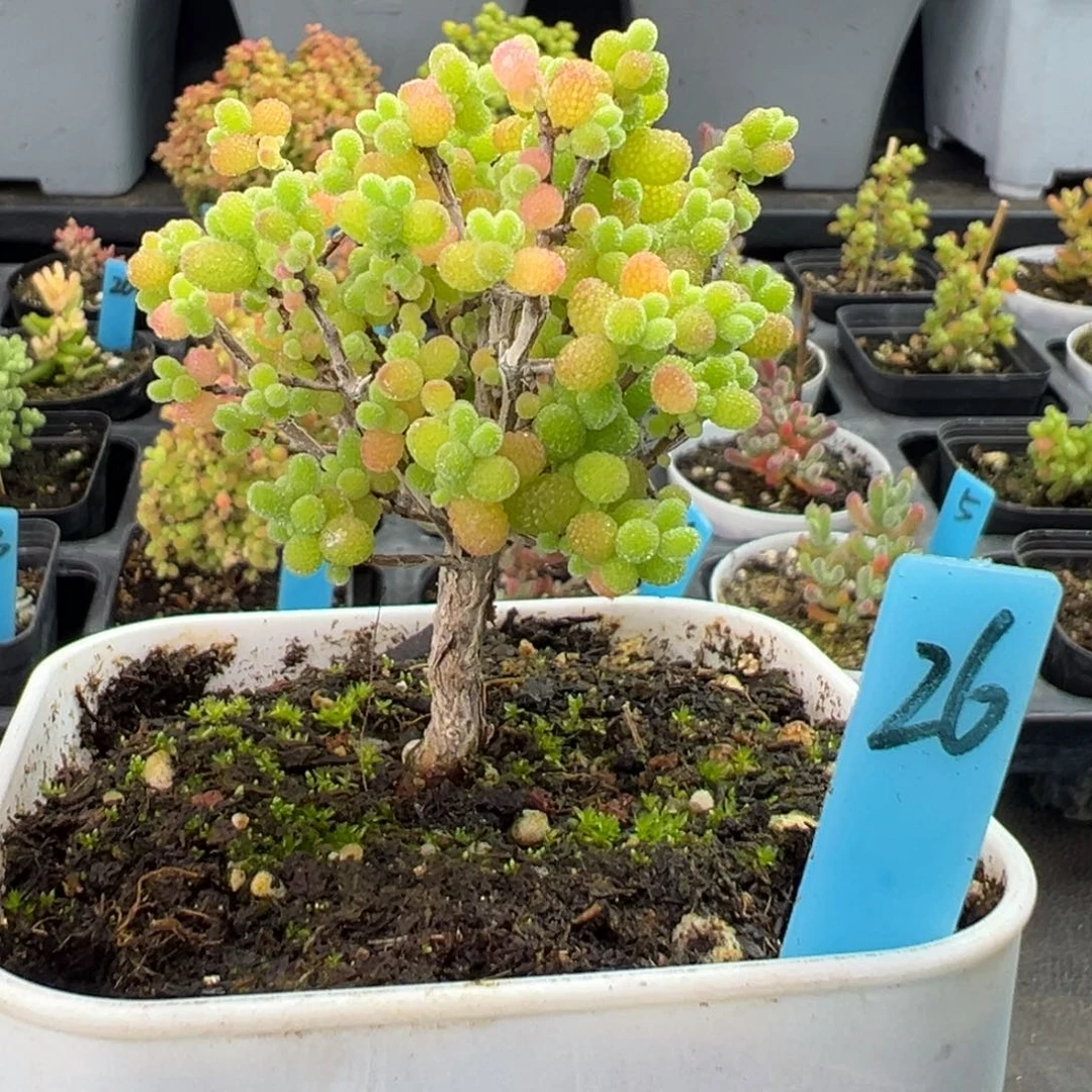 精控金桔棒棒糖26号