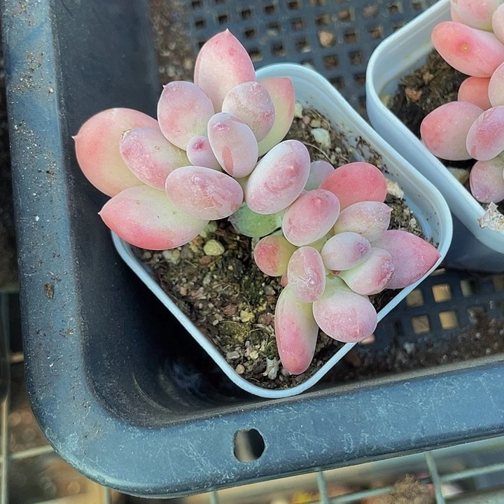 双头苹果奶带盆土发