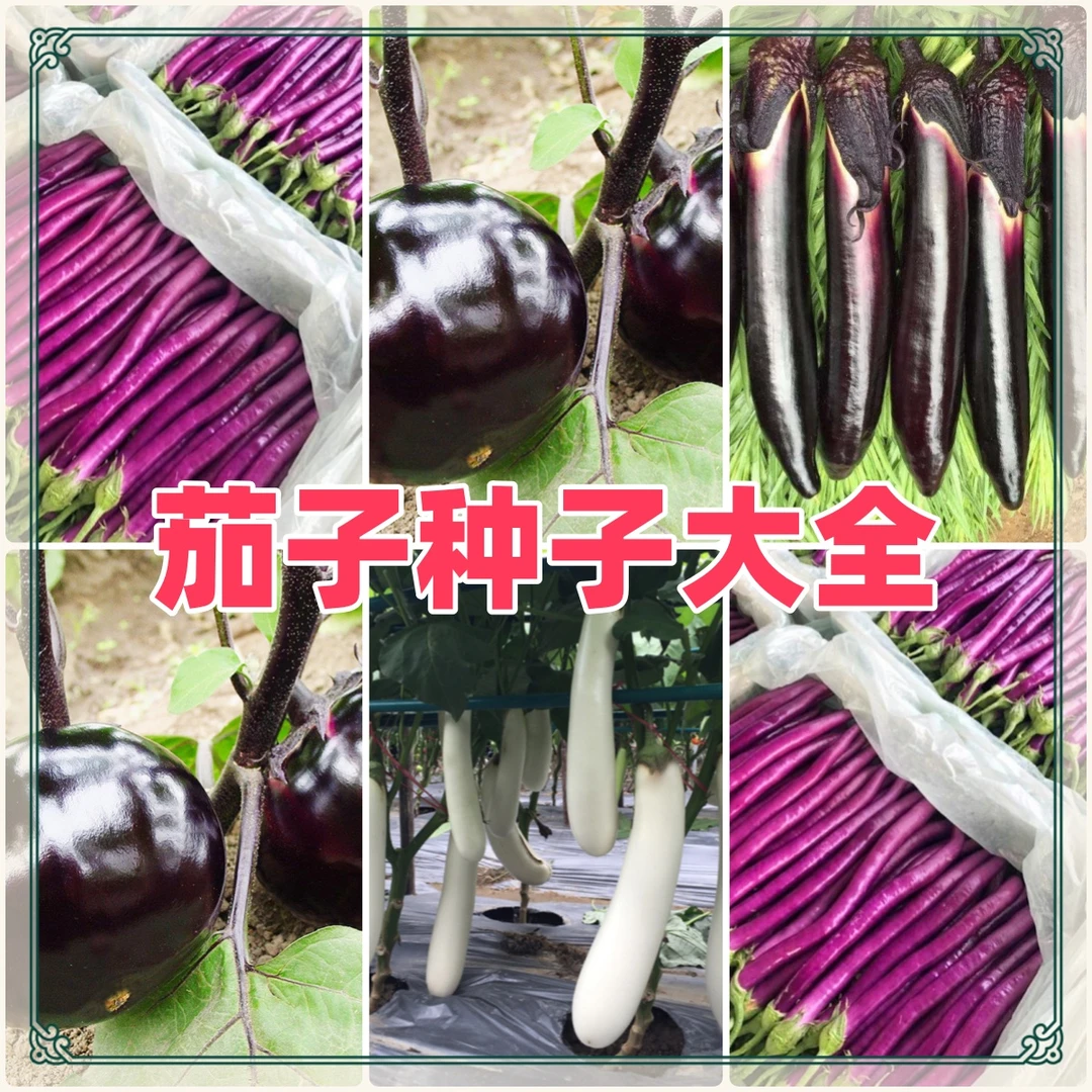 【茄子种子大全】甜糯烧烤茄子种子皮薄紫杭茄四季播蔬菜籽长茄种子