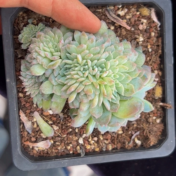 星影 琥珀 琥珀 琥珀