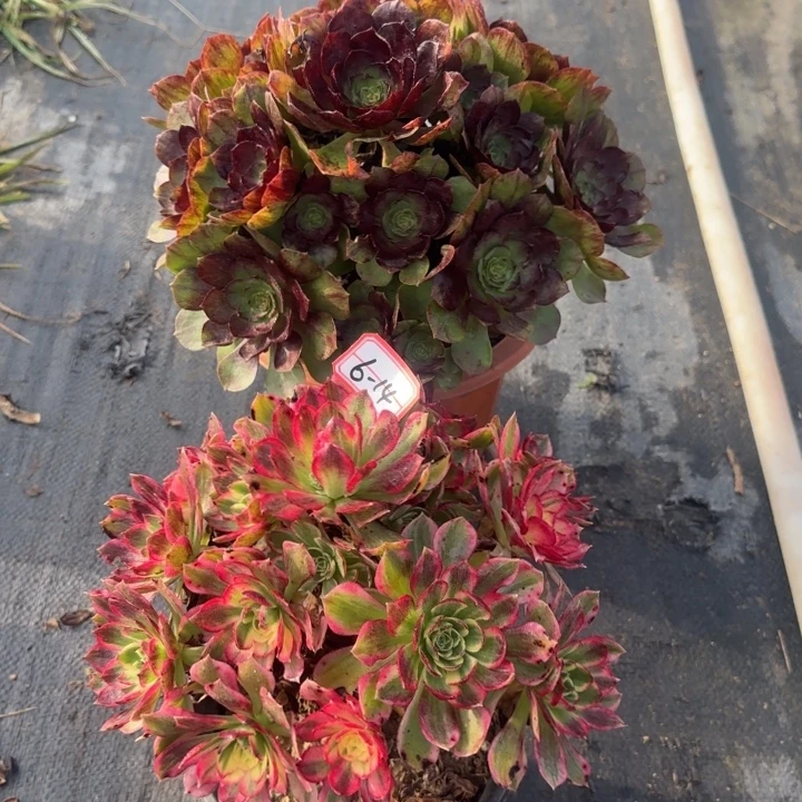 6-14海王家黑魔多肉不包售后