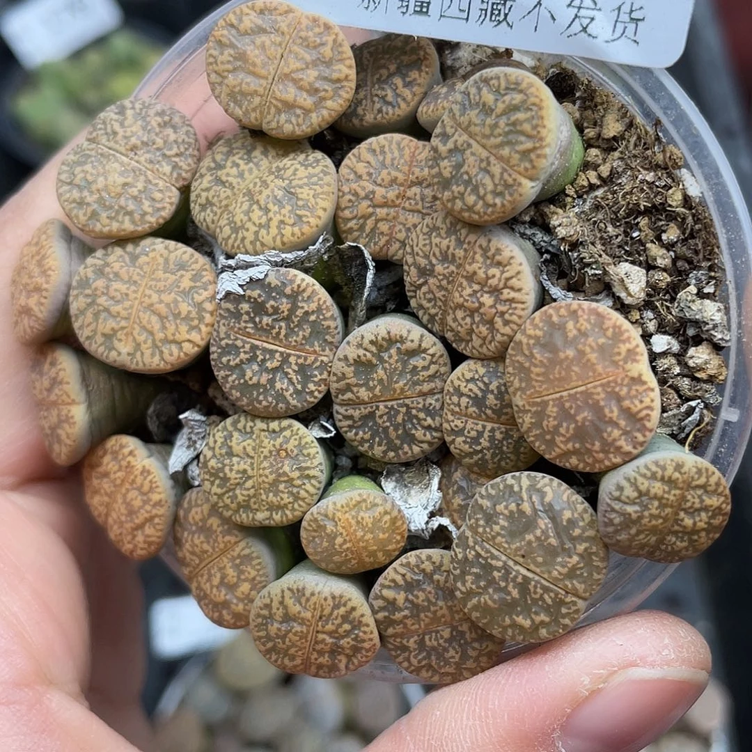 17700000哈撒花花去啊去处理