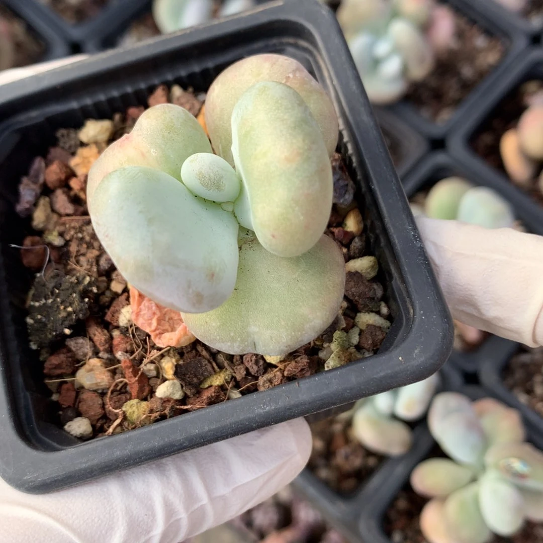 黄油油煎奶酪403