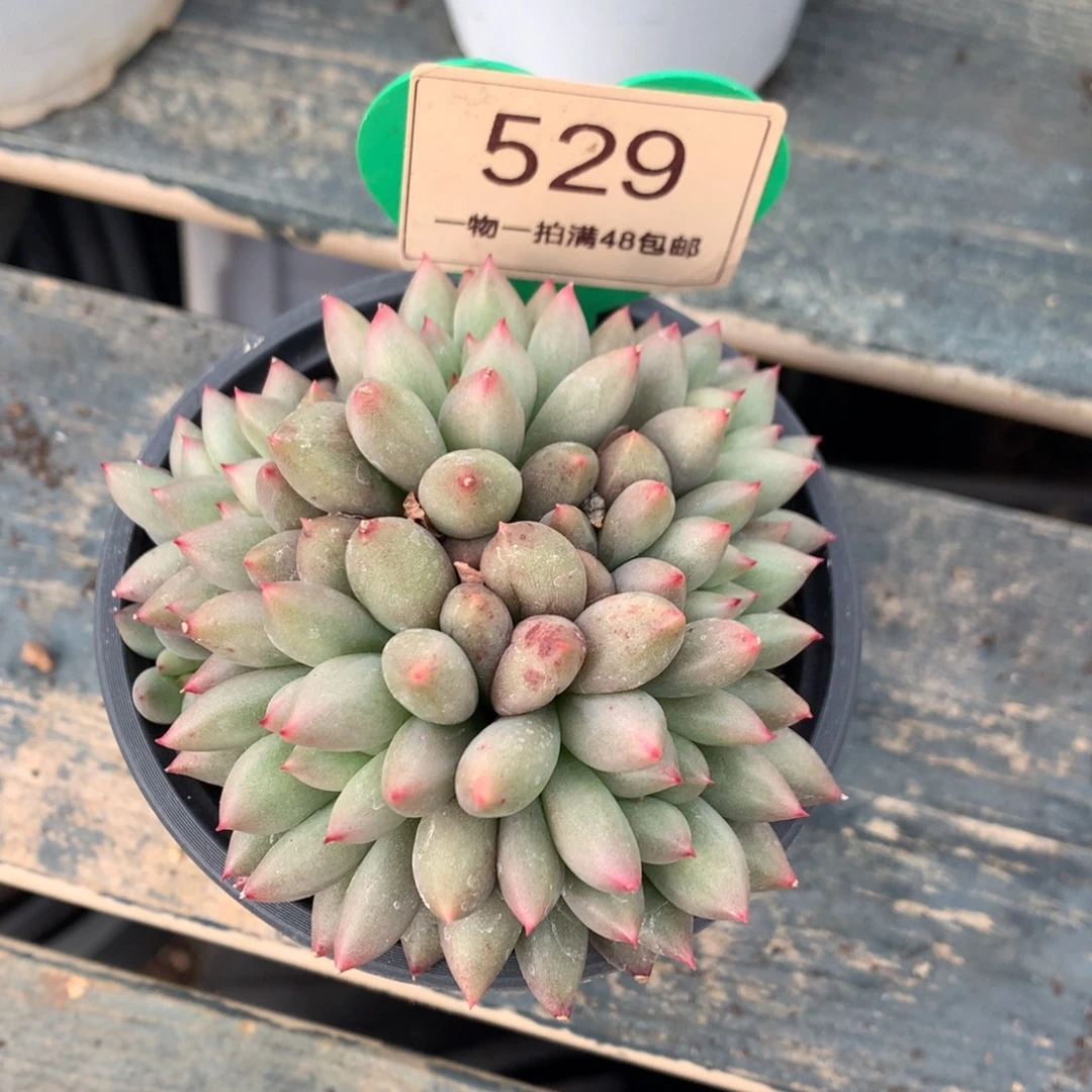 黄体岩字9头无砍529