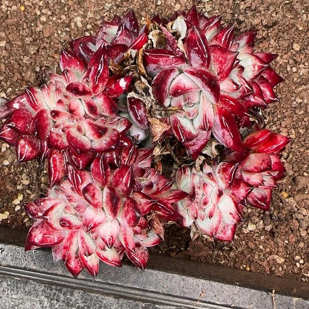 从前慢花园精选红拉糖缀小