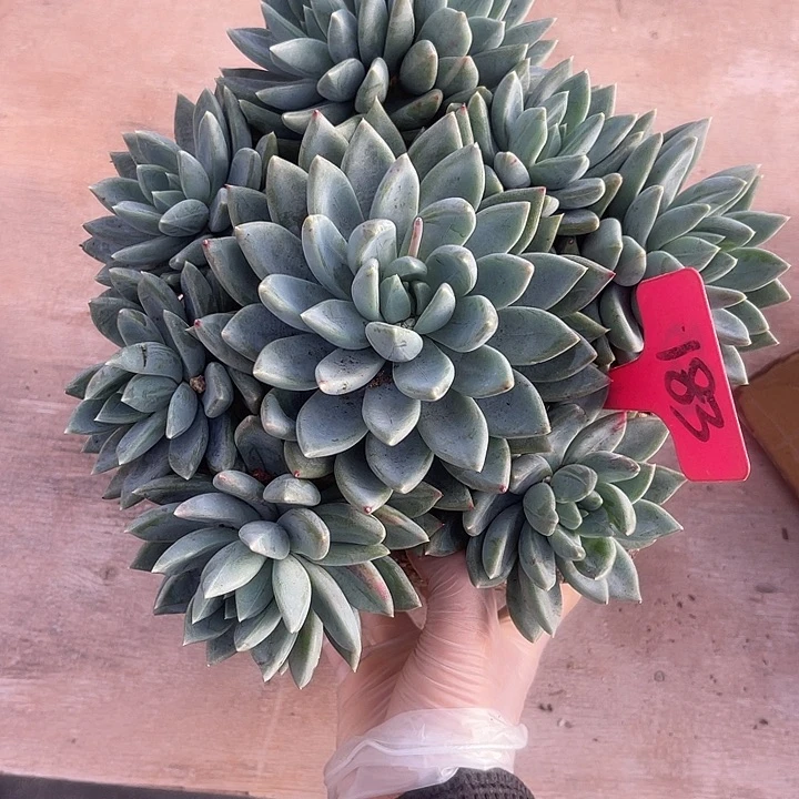 两单包邮，一物一拍，红蛋183
