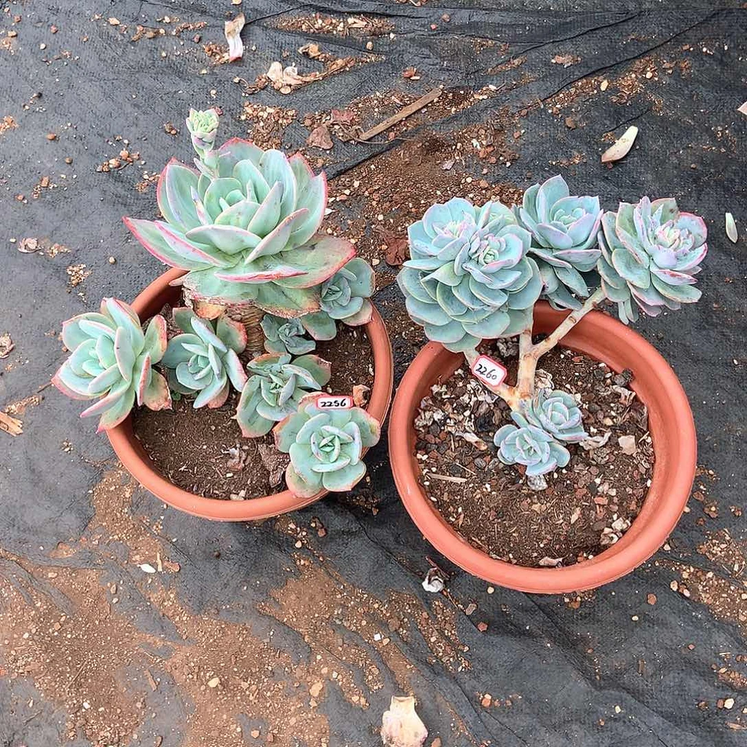 萍*血凤2256.2260晓晓一物一拍