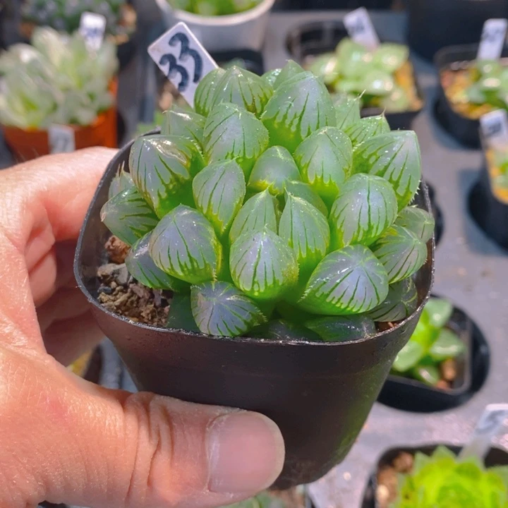 黑肌玉露多肉植物