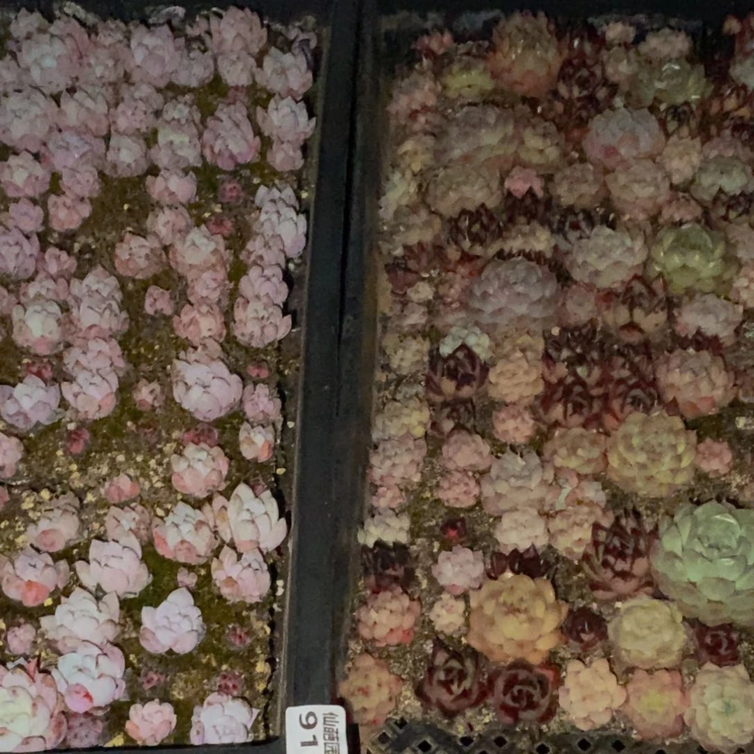 大**女918多肉植物保护研究所所长助理