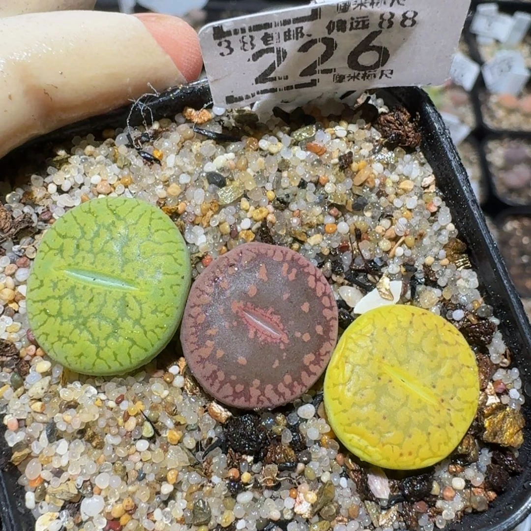 zzzzz精品生石花226