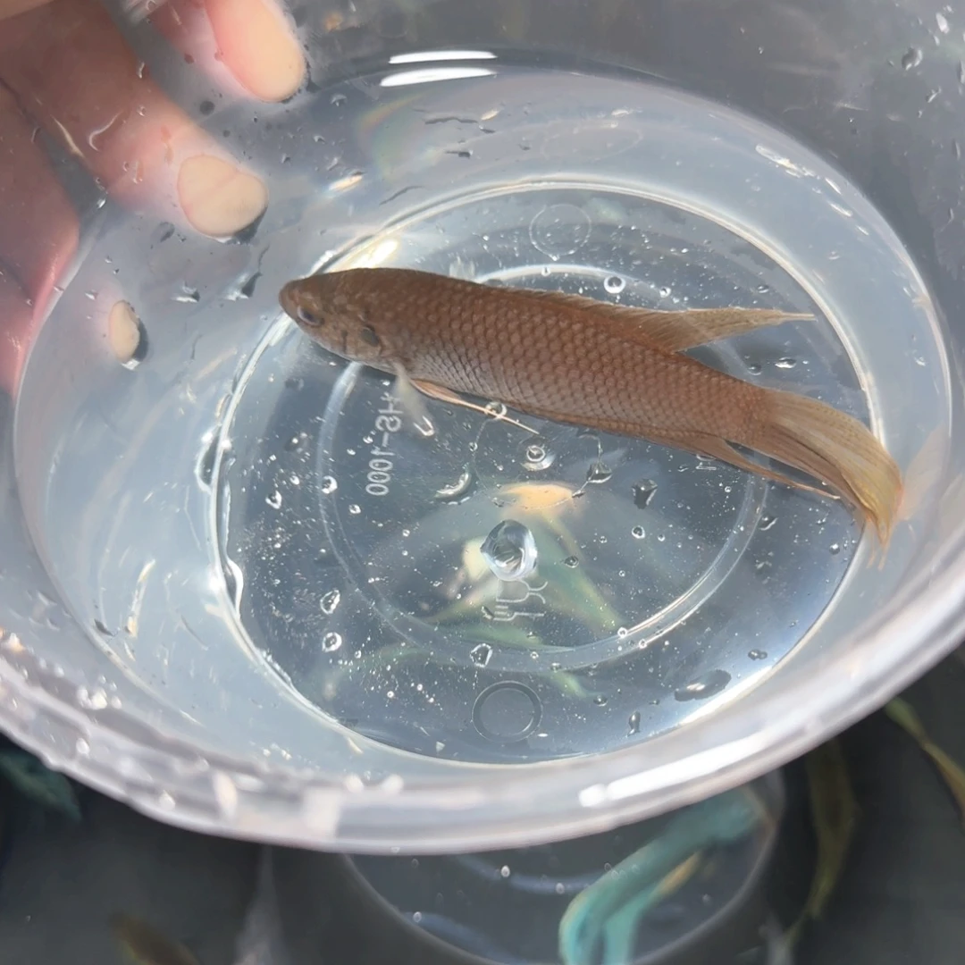 斗鱼直播间对图黑叉7