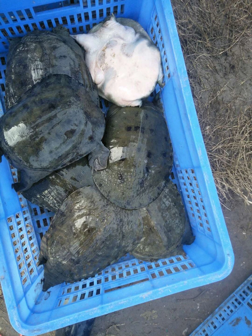 生态半野甲鱼团鱼鳖推广家乡特产