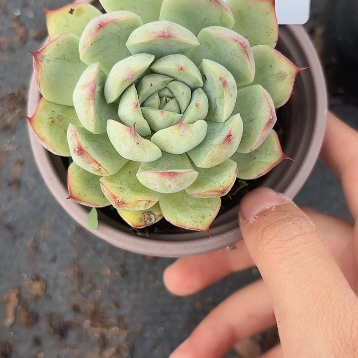 战后269呀呀呀呀呀呀呀呀