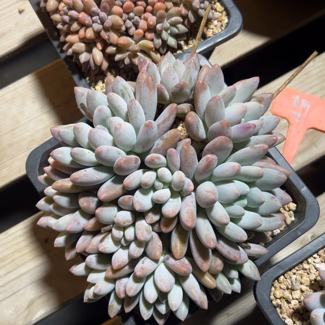 无花朵1111111111111111