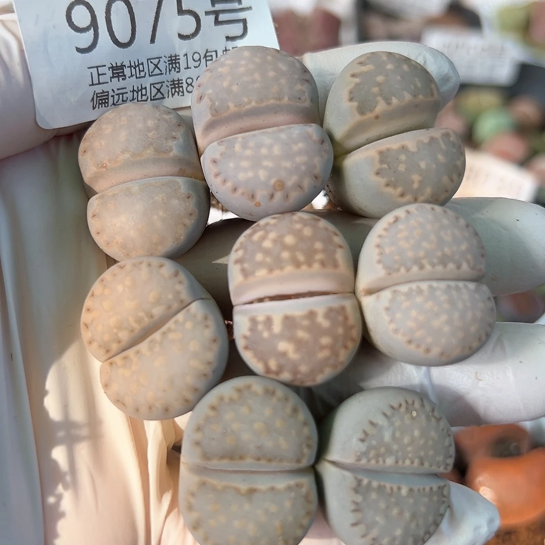 9075四年饼干8颗2-2.5cm