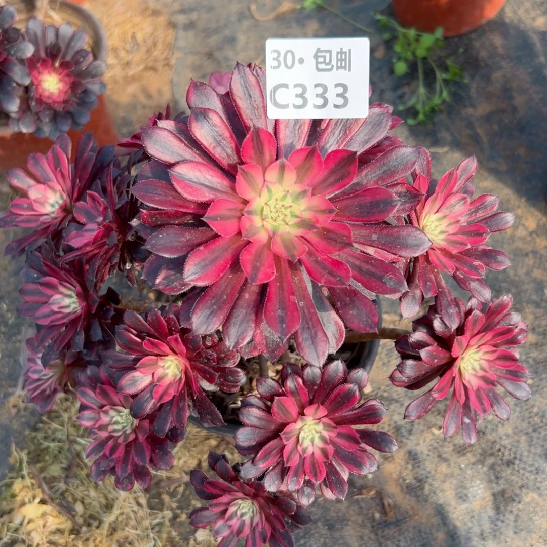 333 黑铜白多肉法师