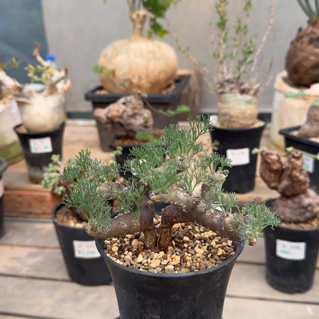 515黑皮月界块根植物