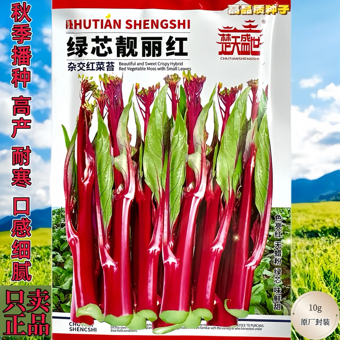 早熟杂交红菜苔耐热耐寒紫红菜薹菜心优质种籽大田正宗红菜苔种子