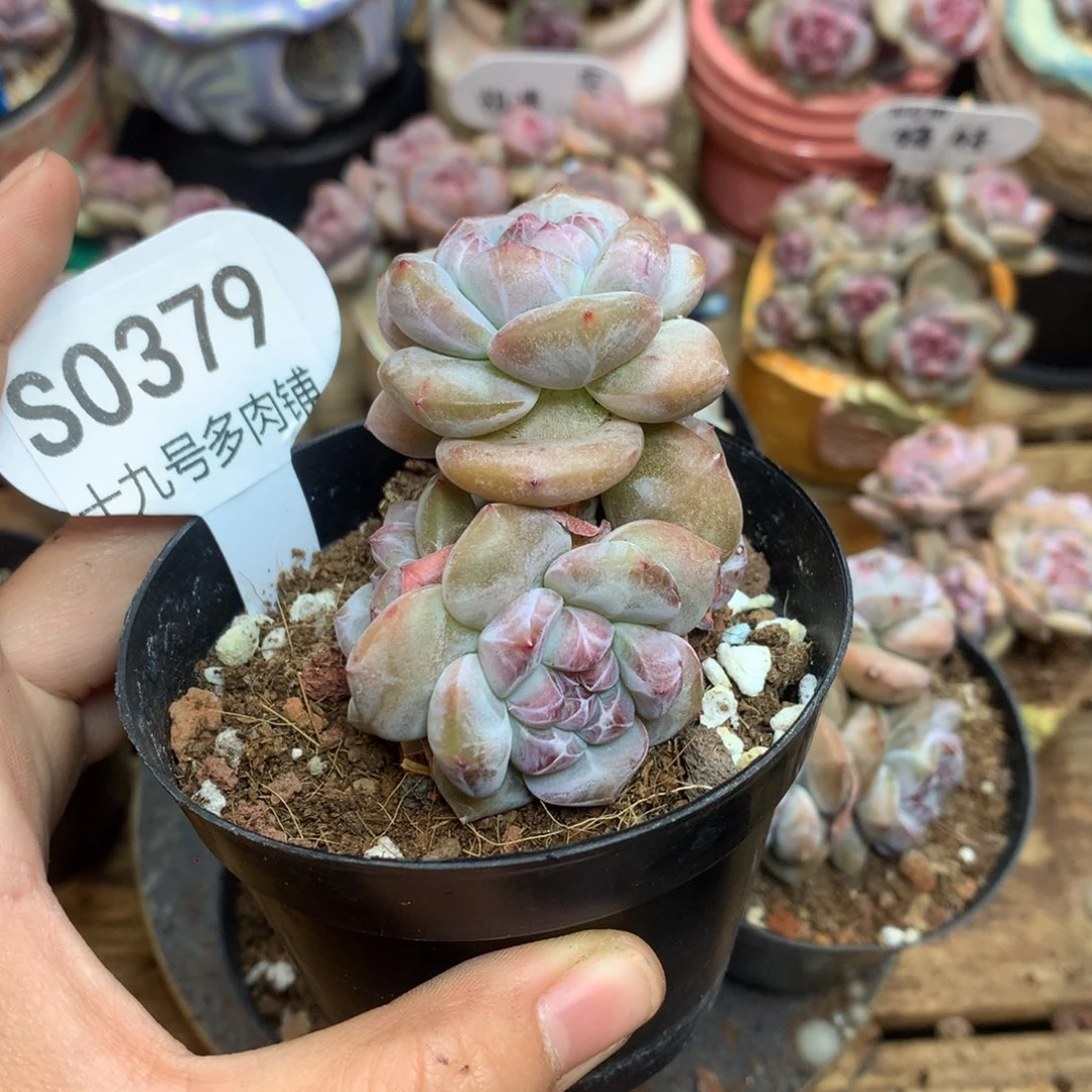 紫***糖S0379 紫月 专拍突尼斯