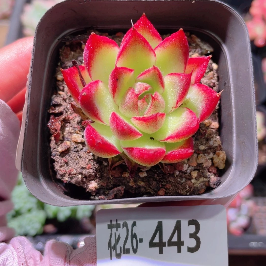 花利美26-443梦幻女王