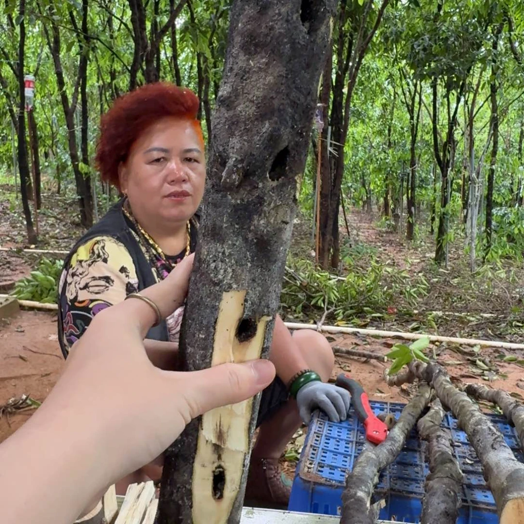 线香奇楠沉香原木