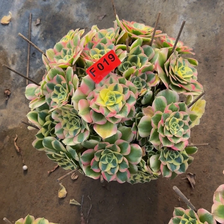 萍***儿白凤，一物一拍脱土发货