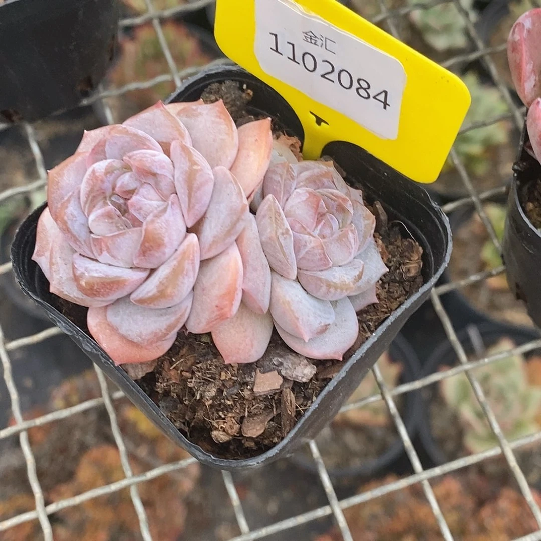 风**然金汇园艺，1102084珍妮