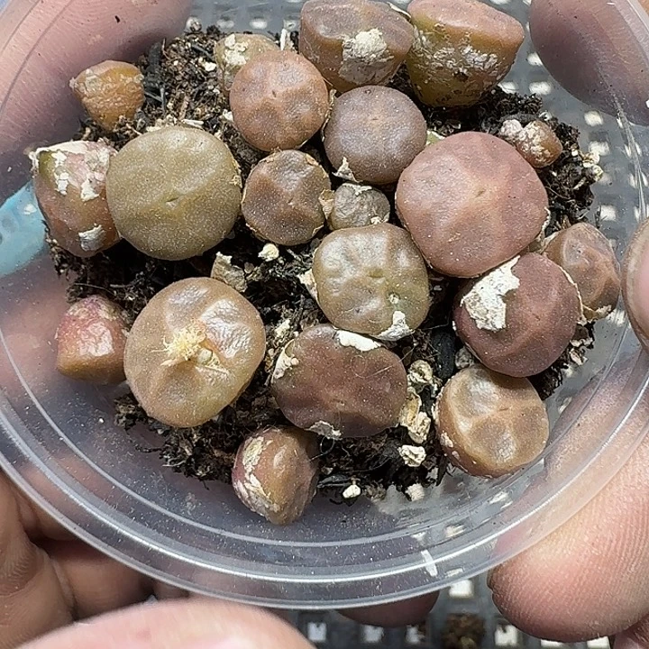 229 多肉植物多肉植物