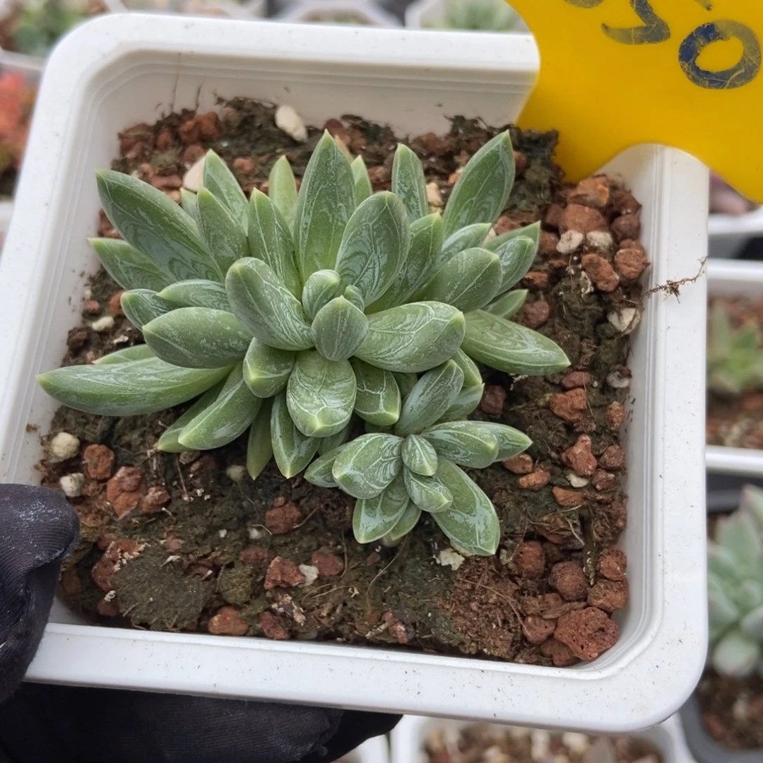 850水晶 蟹爪多肉植物