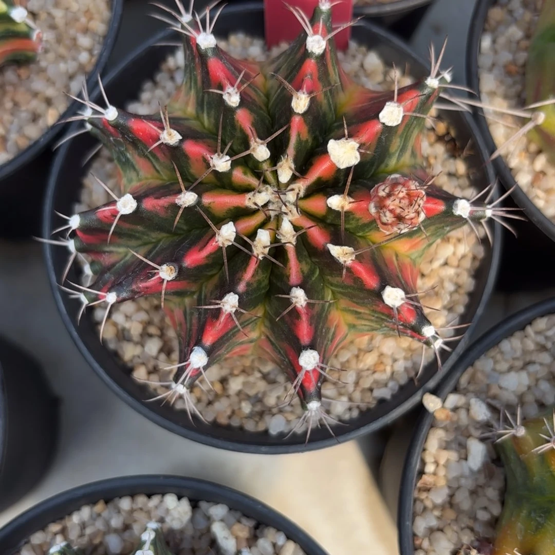 9-0105泰国发货多肉