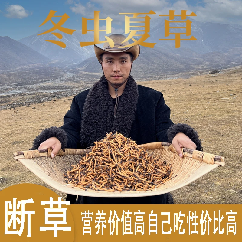 【藏地阿牧精选】冬虫夏草断草10克30克50克100克自己吃性价比高