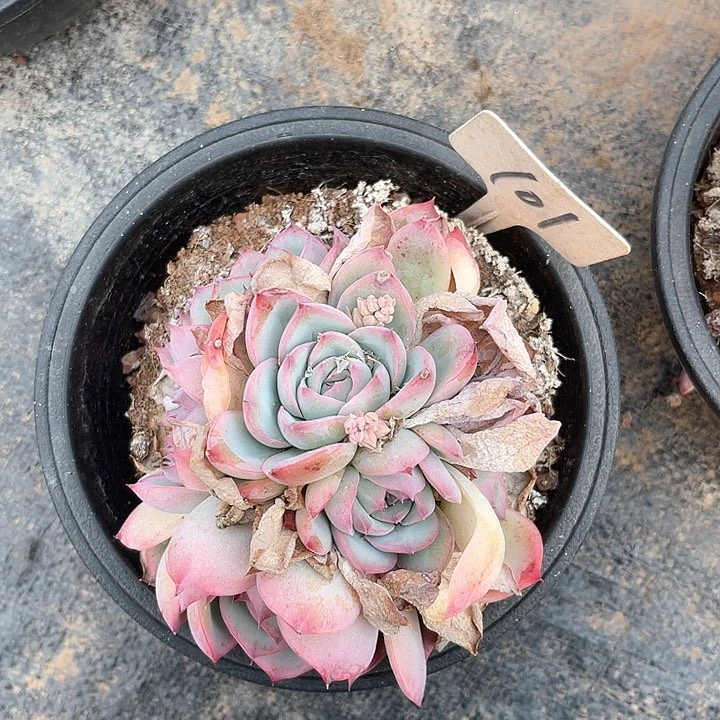 晨语多肉，一物一拍