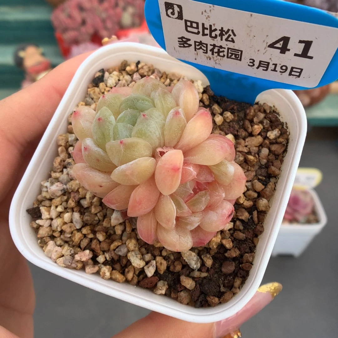 41异色双头白色恋人多肉